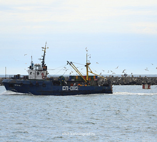 Три города побережья: г. Балтийск, пос. Янтарный и г. Светлогорск