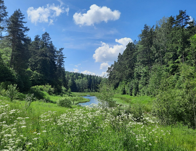 Роминтенская пуща