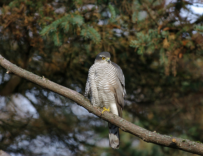 В царстве птиц