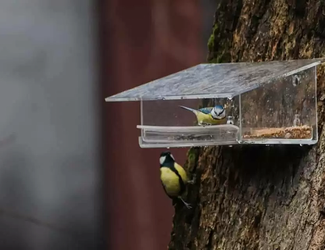 Синичкин день