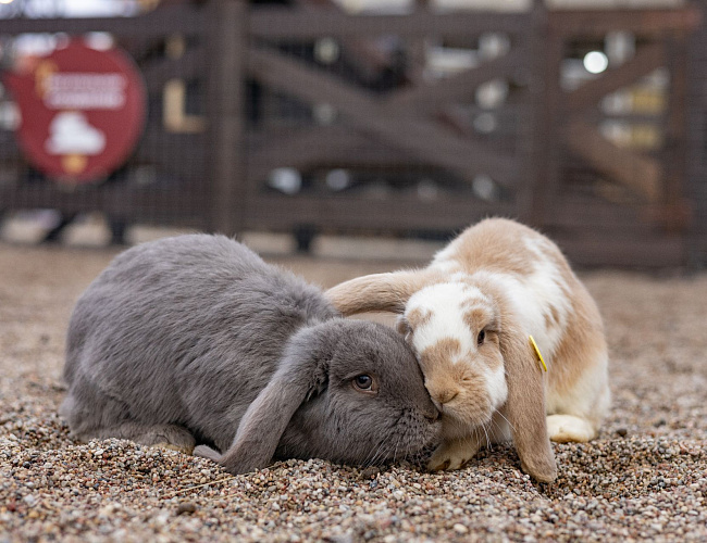 Парк Альпак «Тиргартен»