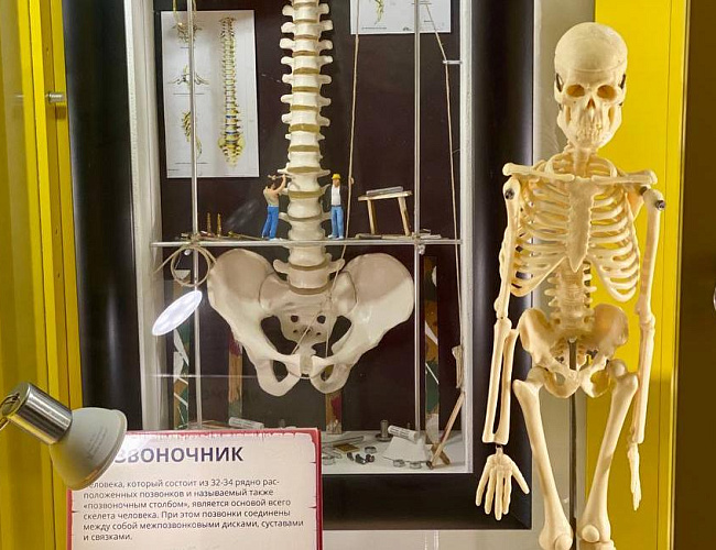 Музей черепов и скелетов