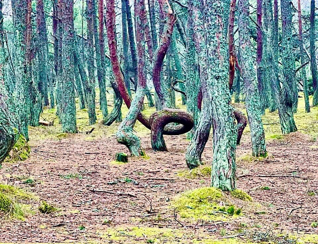 Куршская коса. Две жемчужины за 5 часов