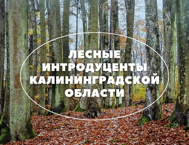 «Лесные интродуценты Калининградской области»
