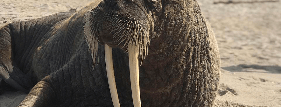 Ластоногий путешественник – на Куршской косе обнаружен морж