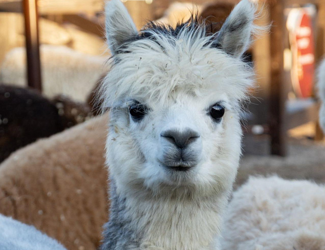 Парк Альпак «Тиргартен»