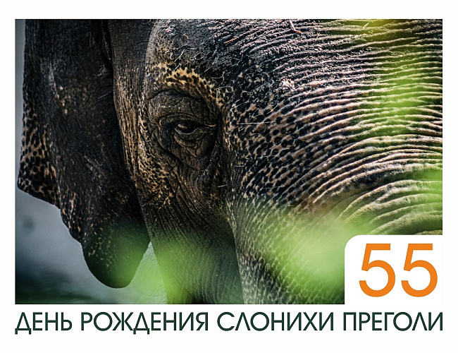 День рождения Преголи!