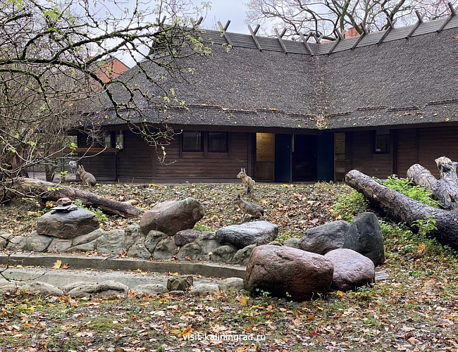 Калининградский зоопарк