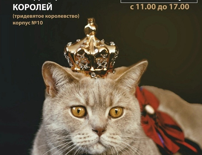 Контактная выставка-продажа котят