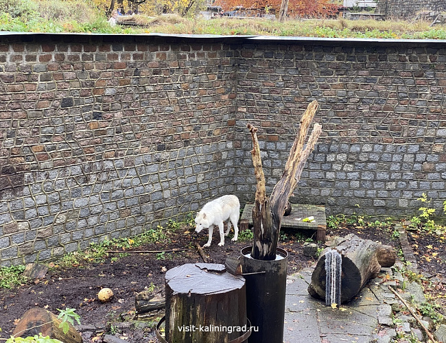 Калининградский зоопарк