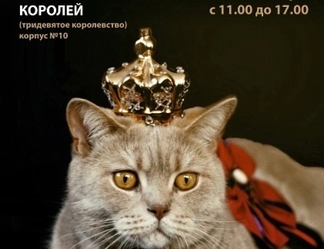 Международная выставка кошек «Favorite cat's»
