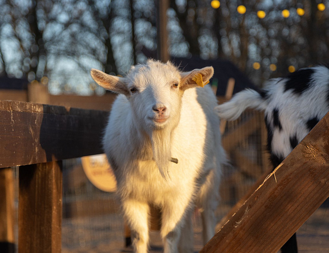 Парк Альпак «Тиргартен»