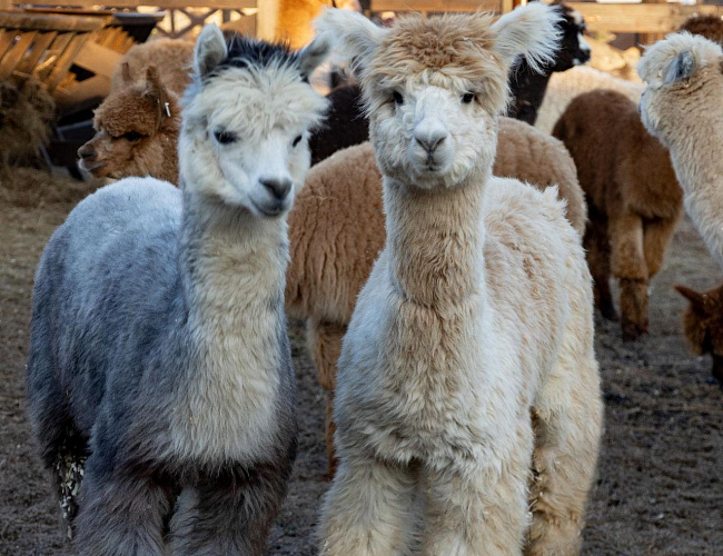 Парк Альпак «Тиргартен»