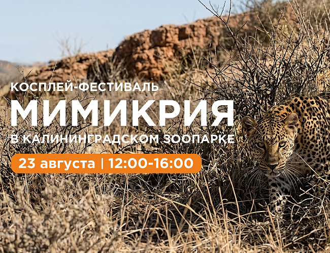 Косплей-фестиваль «Мимикрия»