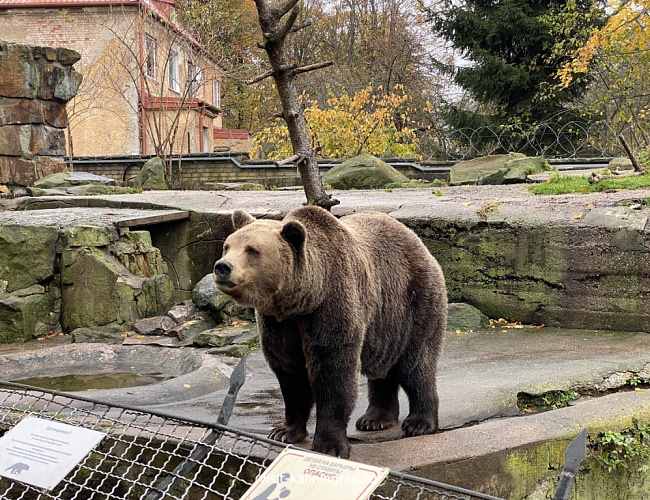 Kaliningrad Zoo