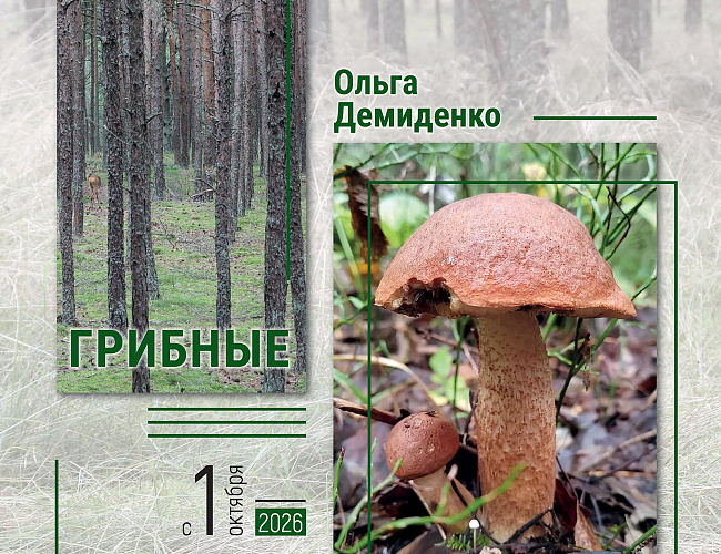 Грибное разнообразие