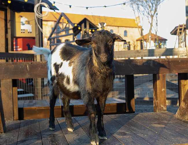 Парк Альпак «Тиргартен»