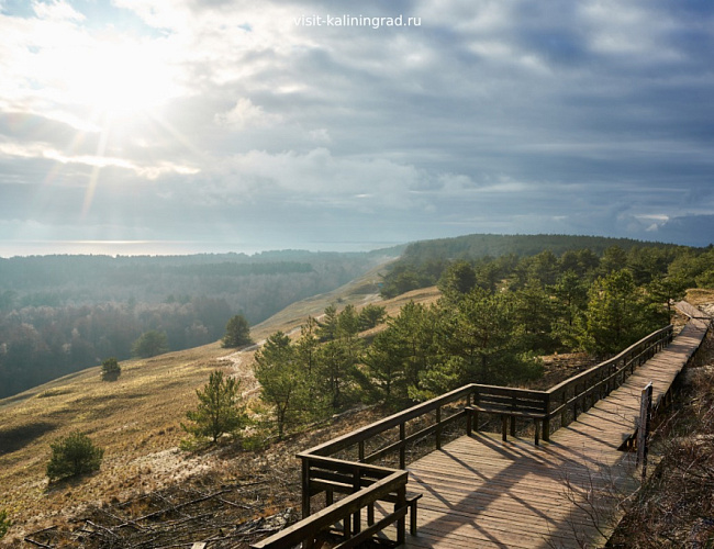 Куршская коса: Танцующий лес, Высота Эфа + замок «Нойхаузен»