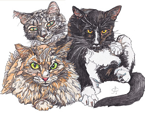 Коттизм