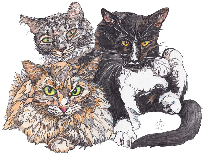 Коттизм
