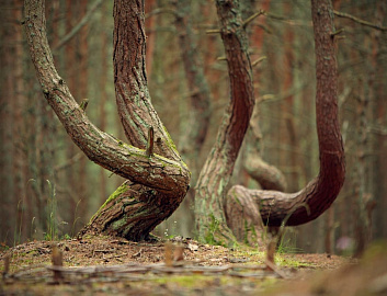 The Curonian Spit