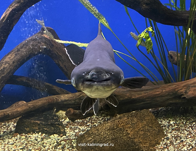 Калининградский зоопарк