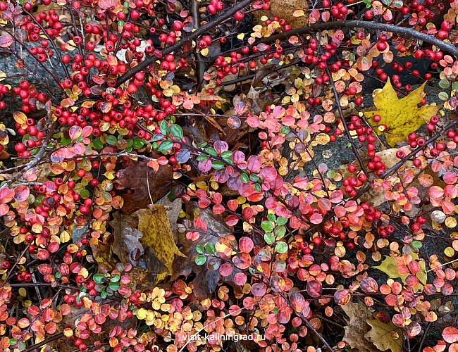 Калининградский зоопарк