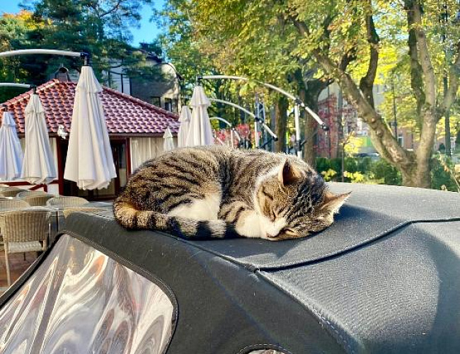 Янтарное кольцо: Балтийск, Янтарный, Светлогорск 