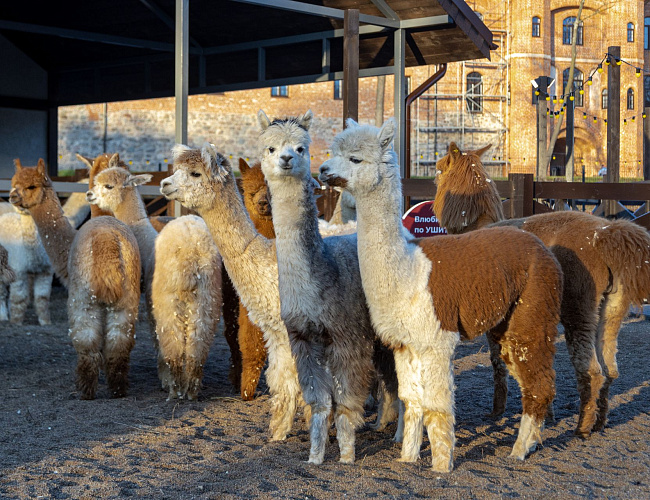 Парк Альпак «Тиргартен»