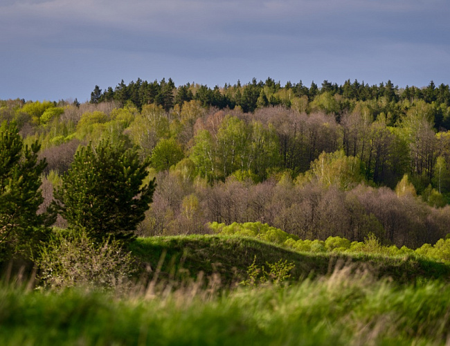 National Park "Vishtynetsky" (formerly Rominti Forest, also Red Forest)