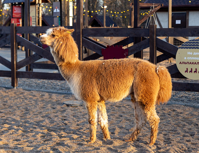 Парк Альпак «Тиргартен»