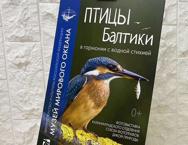 «Птицы Балтики. В гармонии с водной стихией» 