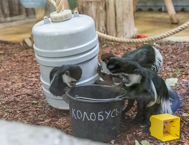 Свободный выгул. Экскурсия из цикла «Другой зоопарк»