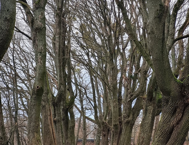 Литовский вал