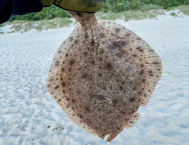 Морская рыбалка с «КамбалаТур»