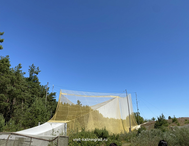 Орнитологическая станция «Фрингилла»