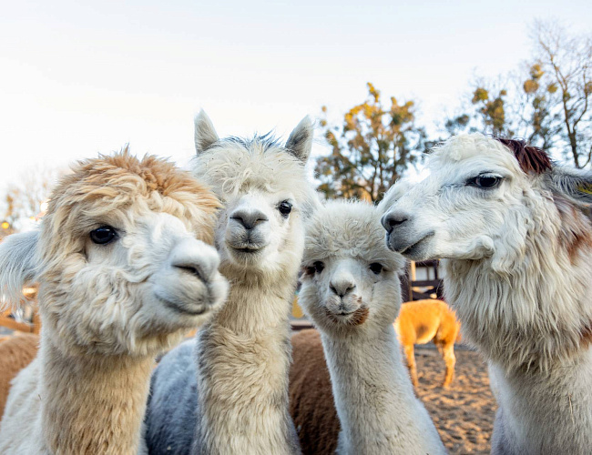 Парк Альпак «Тиргартен»