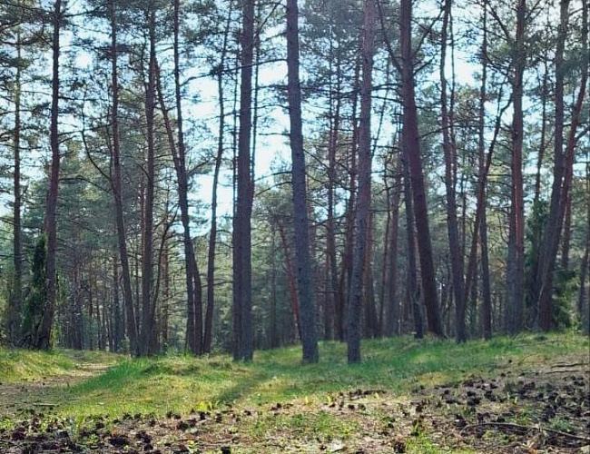 Куршская коса: Танцующий лес, Высота Эфа + дегустация в сыроварне «ШаакенДорф»