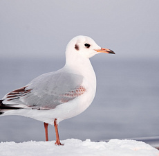 Чем заняться в Калининграде