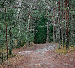 Куршская коса, г. Зеленоградск и сыроварня «ШаакенДорф» с дегустацией