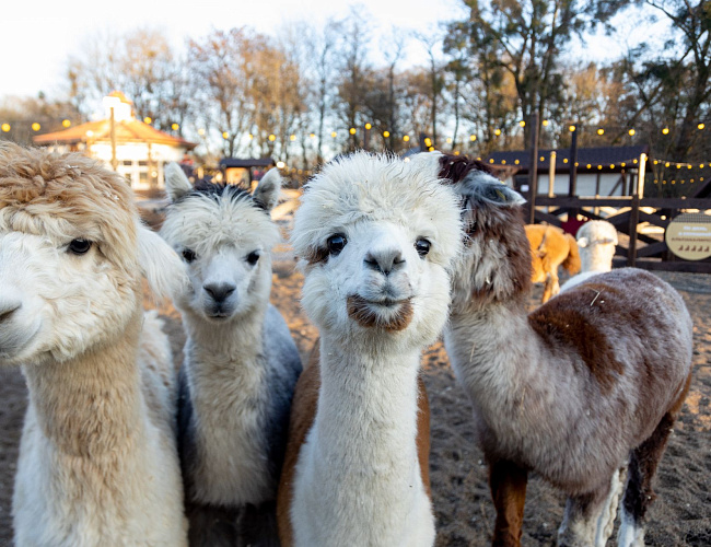 Парк Альпак «Тиргартен»