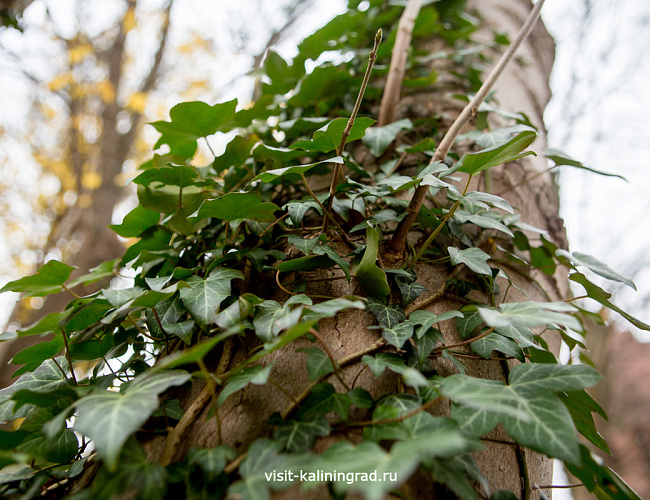 Кирха Домнау