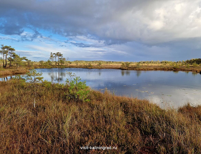 Большое моховое болото
