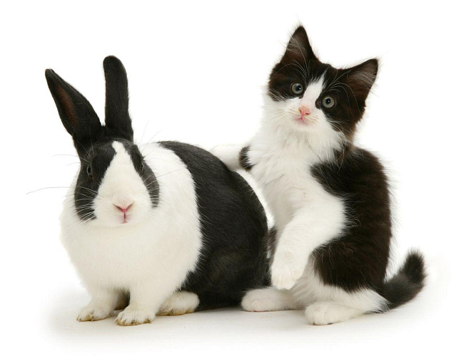 Кролики и котики