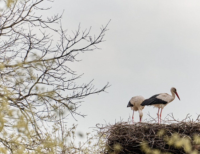 Роминтенская пуща