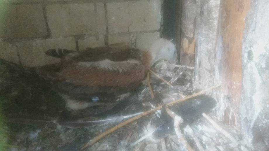 В калининградском зоопарке родился сип В калининградском зоопарке родился сип