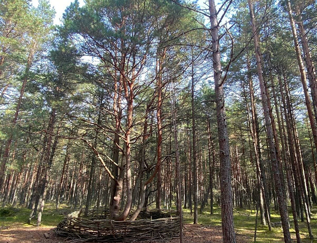 Куршская коса - дорога в дюны: Высота Эфа, Танцующий лес, Фрингилла