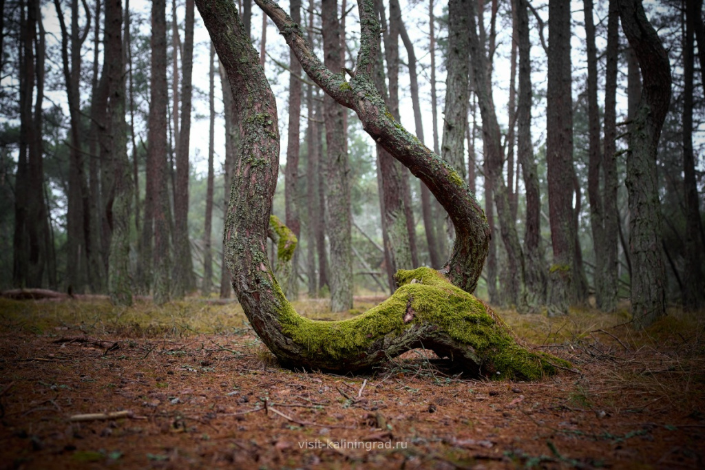 Танцующий лес на Куршской косе.visit-kaliningrad.ru Танцующий лес на Куршской косе.visit-kaliningrad.ru