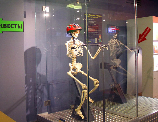 Музей черепов и скелетов